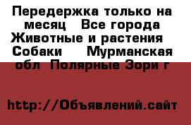 Передержка только на месяц - Все города Животные и растения » Собаки   . Мурманская обл.,Полярные Зори г.